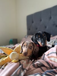 Ernie