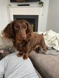 Alfie