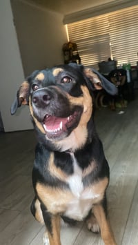 Bahbi