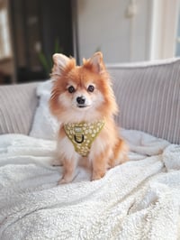 Ivy