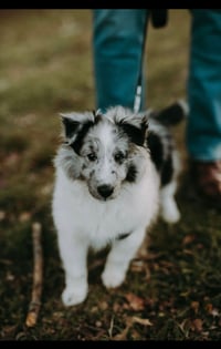 Tucker