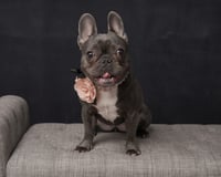 Stella Mae Barktois