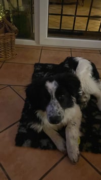 Sammy