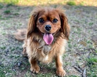 Penny