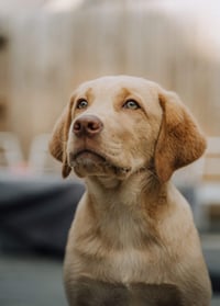 Arlo
