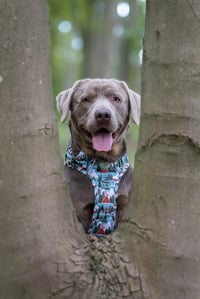 Obi