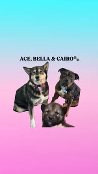 Ace