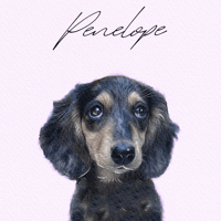 Penelope