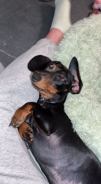 Babs