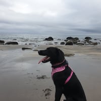 Nala