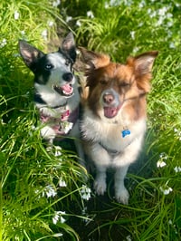 Max & Fern