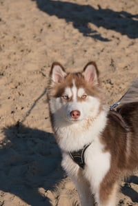 Finn