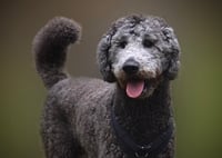 Pepper