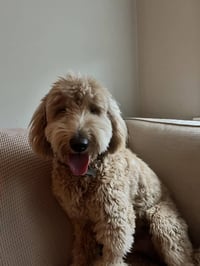 Archie