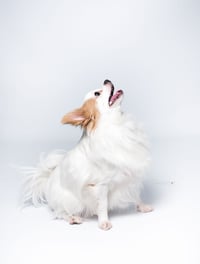 Bo