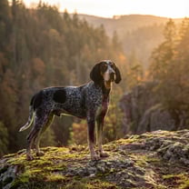 Bluetick Coonhound breed photo