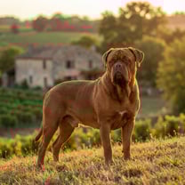 Bordeaux dog breed photo