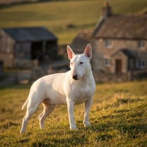 Bull Terrier breed photo