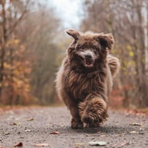 Neufundländer — photo of Teddy