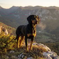 Crnogorski planinski gonic breed photo