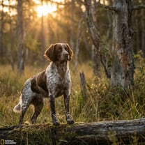 Epagneul de saint usuge breed photo