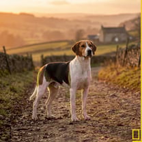 Foxhound breed photo