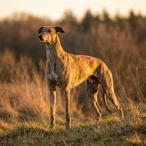 Greyhound breed photo
