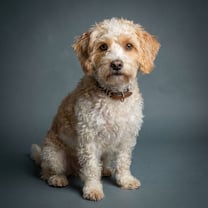 Jack-A-Poo temperament