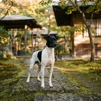 Japanese terrier breed photo