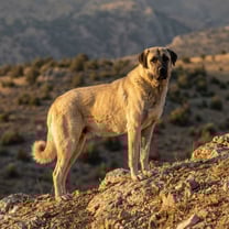 Kangal breed photo