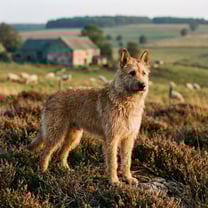 Laeken shepherd breed photo