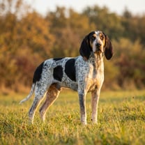 Petit Gascon saintongeois breed photo