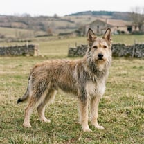 Picardy sheepdog breed photo