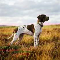 Pointer breed photo