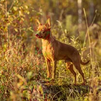 Russian Toy Terrier breed photo