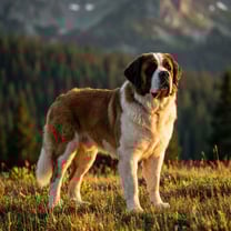 Bernhardiner breed photo