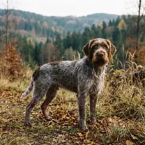 Slovensky Hrubosrsty stavac breed photo