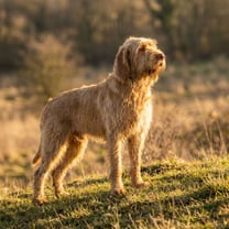 Spinone Italiano breed photo