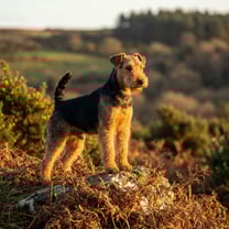 Welsh terrier breed photo
