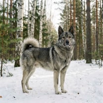 West Siberian laika breed photo