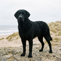 Wetterhoun breed photo