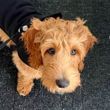 Alfie The Goldendoodle