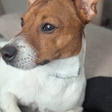 Milo | Jack Russell Terrier