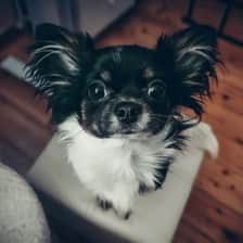 Angelina