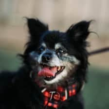 Tillie The Chi Mix