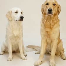 Sebastian The Golden Retriever