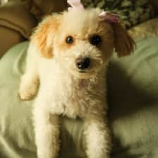 Clementina