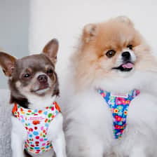 Leo y Lucca