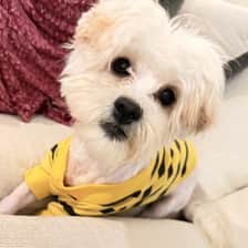 Soul Dog Diaries