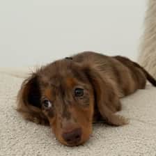 Maple 🤎 | mini dachshund | teckel nain